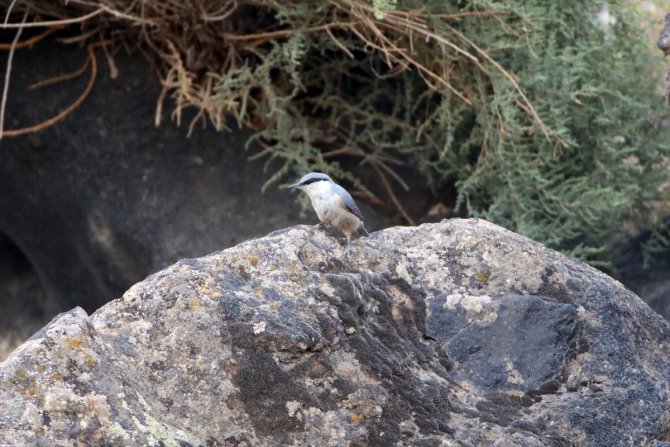 Ağrı Dağı'nda yaşayan kaya sıvacı kuşu kayalıklarda görüntülendi