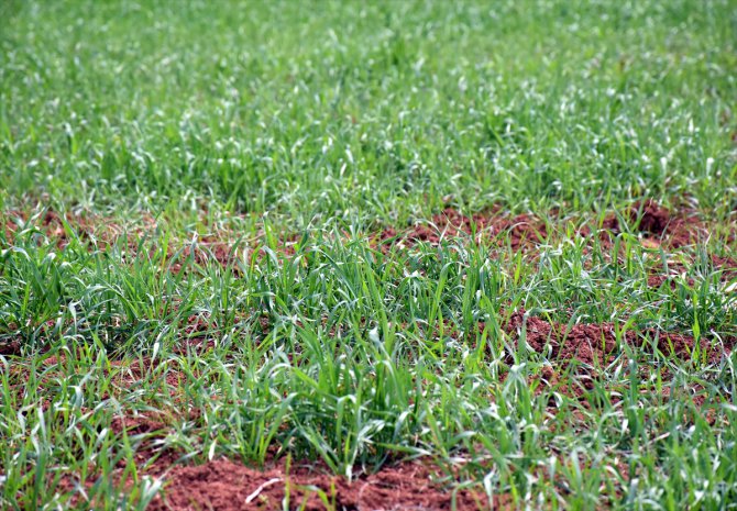 "Olağanüstü kurak" periyodu atlatan Kırıkkale'de çiftçiler ilkbahar yağışlarıyla nefes aldı