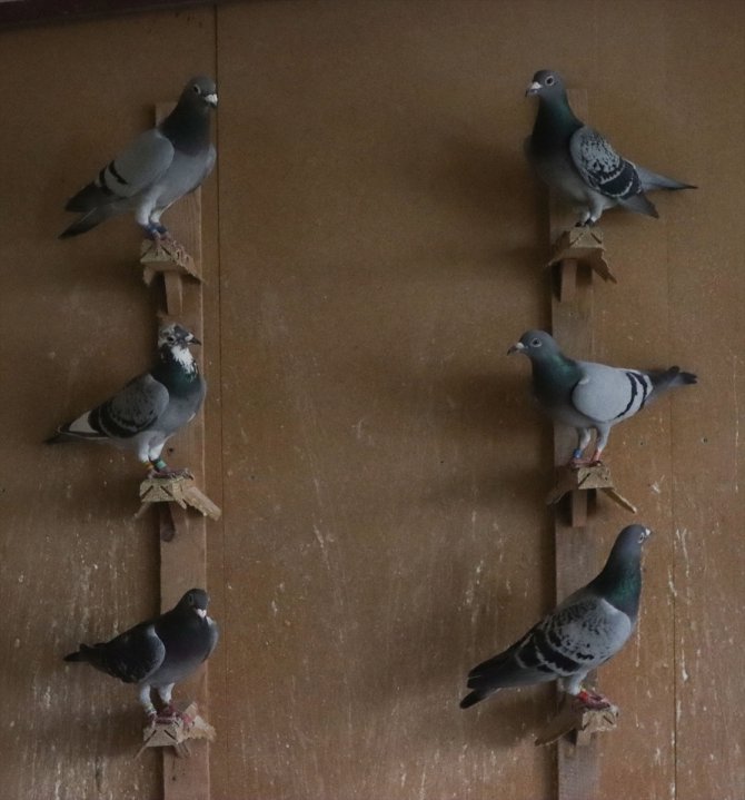Depremde kümesleri yıkılan posta güvercini yetiştiricileri destek bekliyor