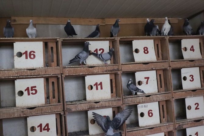 Depremde kümesleri yıkılan posta güvercini yetiştiricileri destek bekliyor