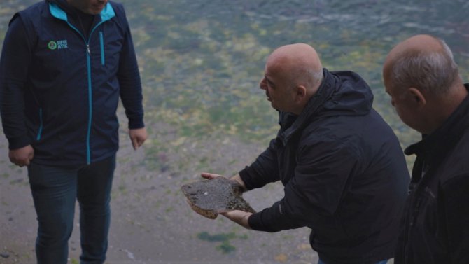 İzmit Körfezi'nde ağlara takılan çipli kalkan yeniden denize bırakıldı