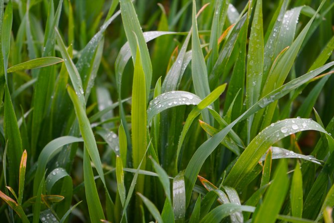 Trakya'da son yağışlar gelişim kaybı yaşayan buğdaya "ilaç" oldu