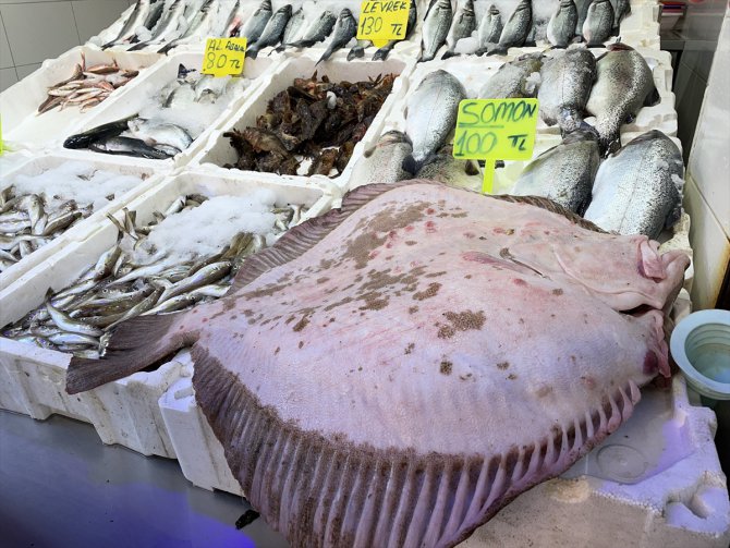Karadeniz'de avlanan 15 kilogramlık kalkan 6 bin liradan satışa sunuldu