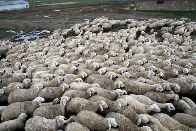 Ulaş Tarım İşletmesinde Kangal Akkaraman koyunu varlığı 3 kat arttı