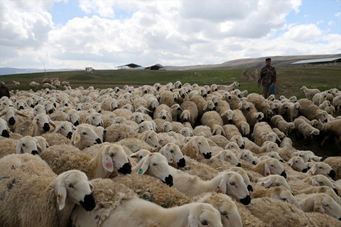 Ulaş Tarım İşletmesinde Kangal Akkaraman koyunu varlığı 3 kat arttı