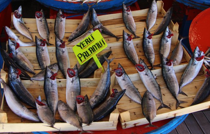 Güney Marmara'da av sezonu tezgahlarda palamut bolluğuyla geçti