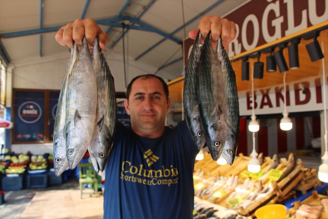 Güney Marmara'da av sezonu tezgahlarda palamut bolluğuyla geçti