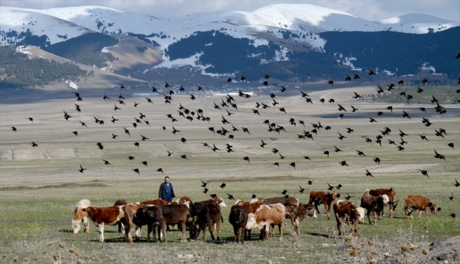 Kars'ta hayvanlar meralarda otlatılmaya başlandı