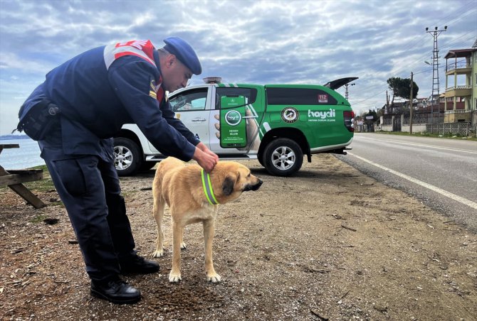 Sinop'ta trafik kazalarını önlemek için sahipsiz köpeklere reflektif tasma