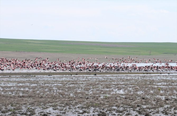 Yozgat'taki Gelingüllü Barajı flamingoların yaşam alanı oldu