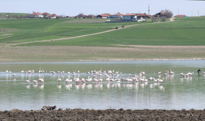 Yozgat'taki Gelingüllü Barajı flamingoların yaşam alanı oldu