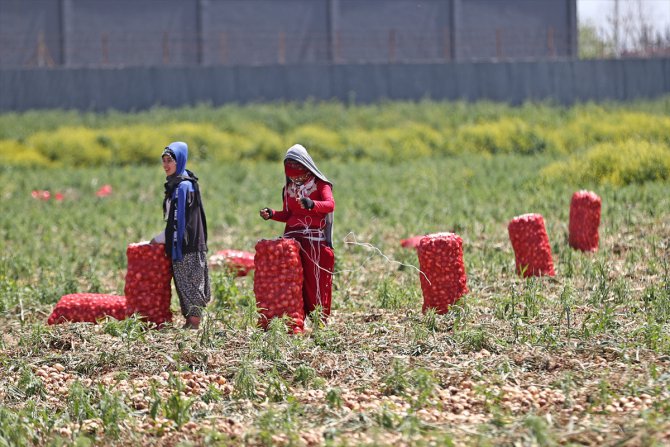 Soğan fiyatlarının hasattaki artışla gerilemesi bekleniyor