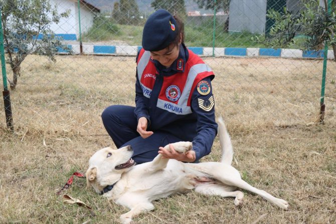 Depremde yaralanan ve Muğla'da tedavi edilen köpek, çip sayesinde sahibine ulaştırıldı