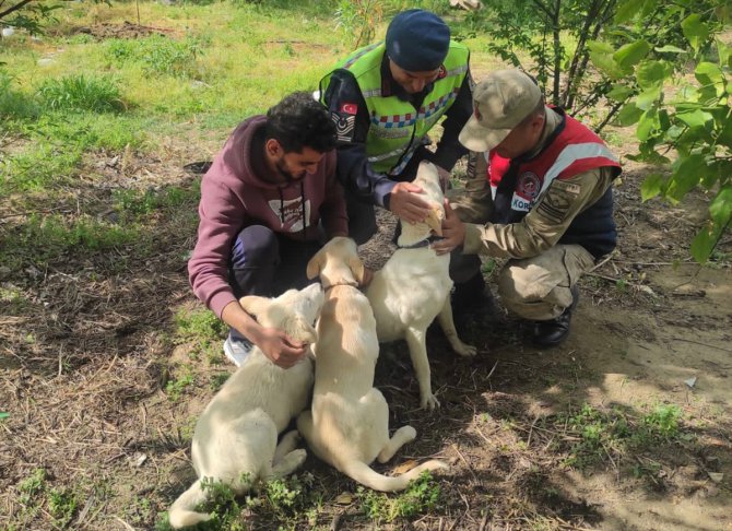 Depremde yaralanan ve Muğla'da tedavi edilen köpek, çip sayesinde sahibine ulaştırıldı