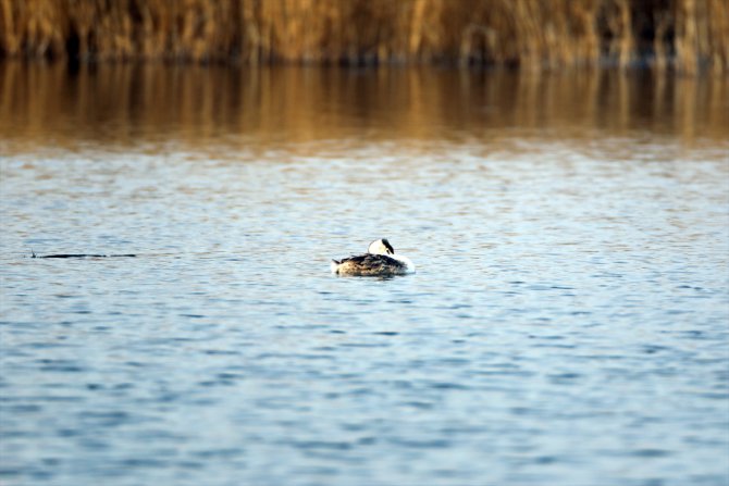 Ağrı Dağı eteğindeki Karasu sulak alanında bahri kuşu görüntülendi