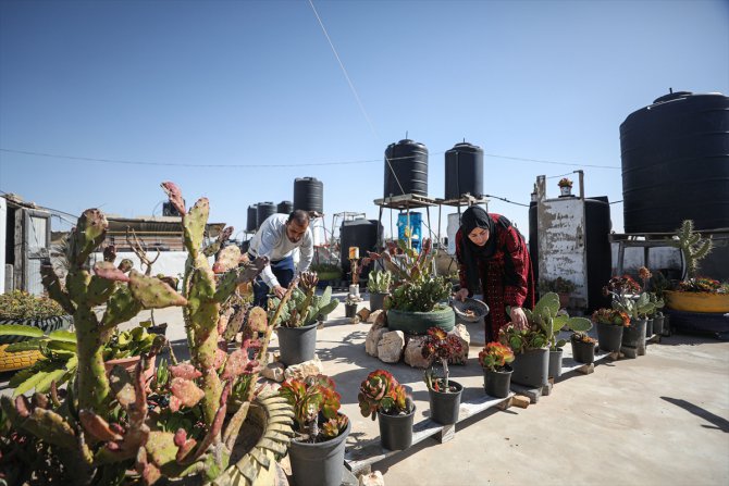 Filistinli çift, evlerinin çatısında yetiştirdikleri aloe veradan doğal sabunlar üretiyor