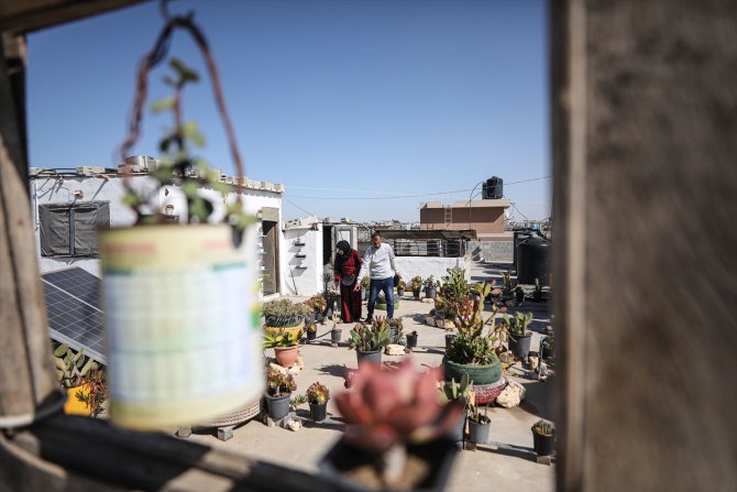 Filistinli çift, evlerinin çatısında yetiştirdikleri aloe veradan doğal sabunlar üretiyor