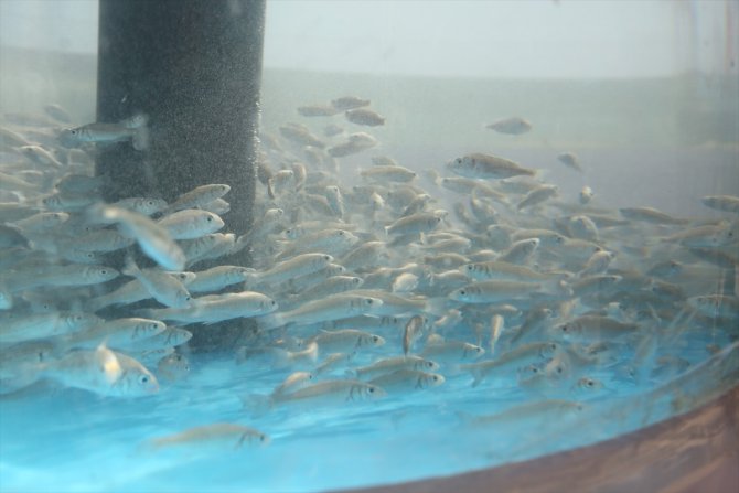İzmit Körfezi'ne 5 bin yavru balık daha salınacak
