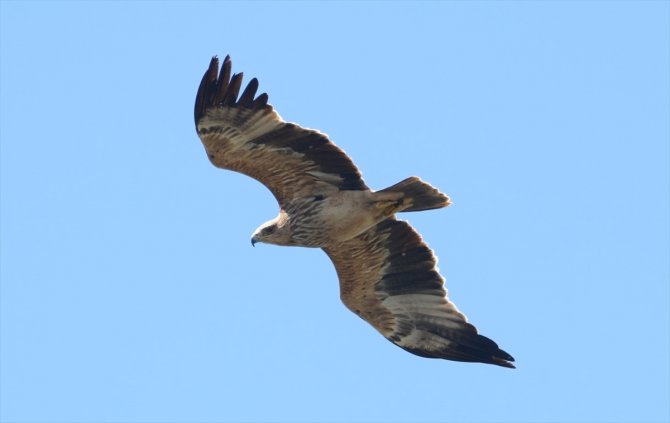 Yalova'daki Hersek Lagünü'nde görülen "şah kartal" ile, kuş türü sayısı 253'e yükseldi