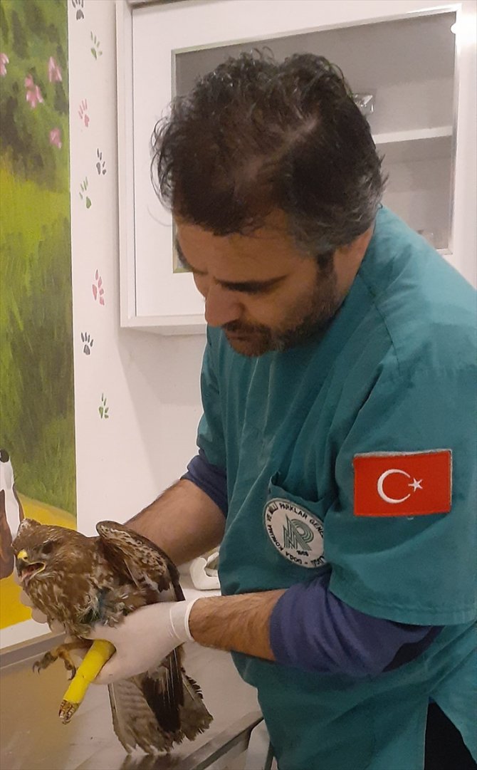 Balıkesir'de yaralı bulunan kızıl şahin tedavi edildi