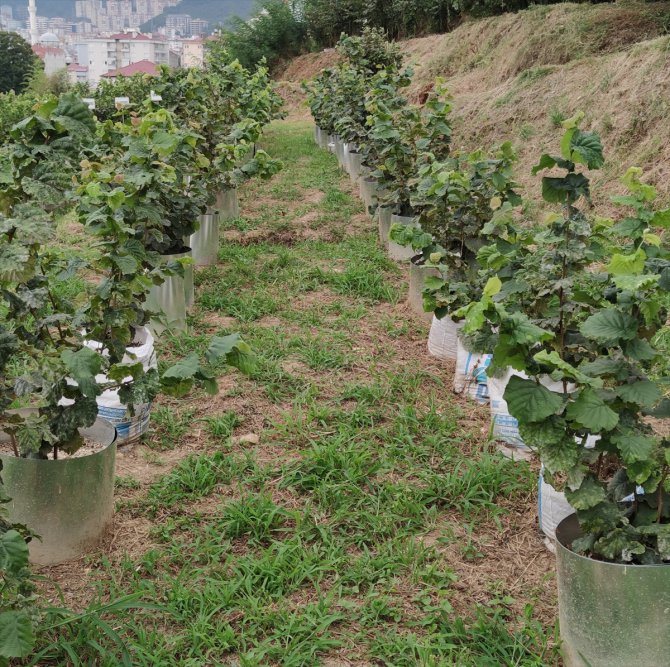 Giresun, Ordu ve Trabzon'da son iki yılda 300 dönüm fındık bahçesi yenilendi