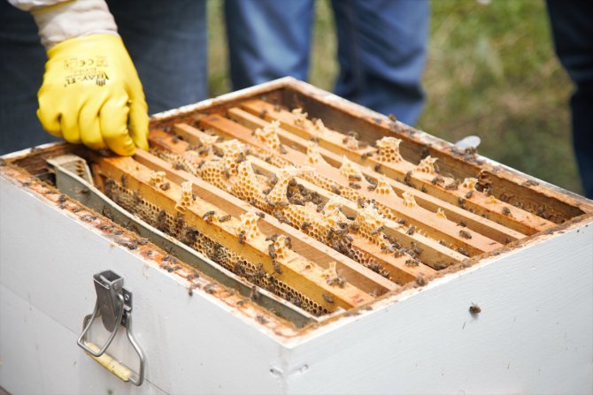 Kocaeli Büyükşehir Belediyesinden arıcılara 55 ton hibeli arı yemi desteği
