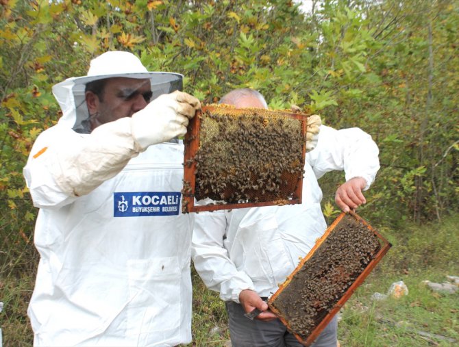 Kocaeli Büyükşehir Belediyesinden arıcılara 55 ton hibeli arı yemi desteği