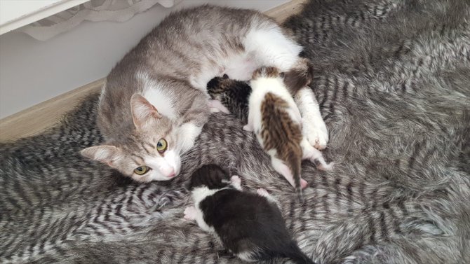 Trabzon'da bebek arabasında doğum yapan kedi ve yavruları sahiplendirildi