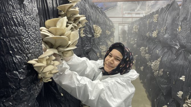 Yozgat'ta devlet desteğiyle kurulan tesiste günlük 500 kilogram mantar üretiliyor