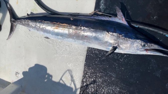 Gökçeadalı balıkçı 2 metre boyunda, 50 kilogram ağırlığında merlin balığı avladı