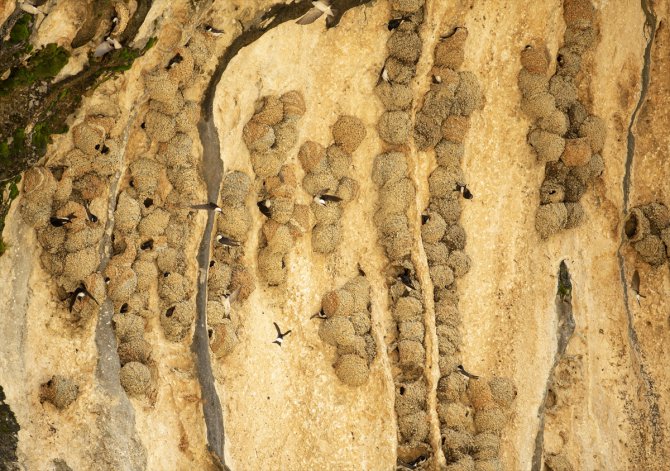 Kırlangıçların Çağlayancerit'te kayalara yaptıkları yuvalar depremde zarar görmedi