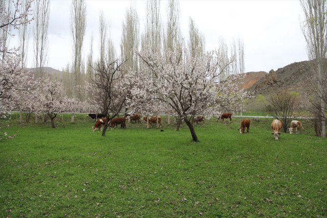Kars Kağızman'da meyve bahçeleri çiçek açtı