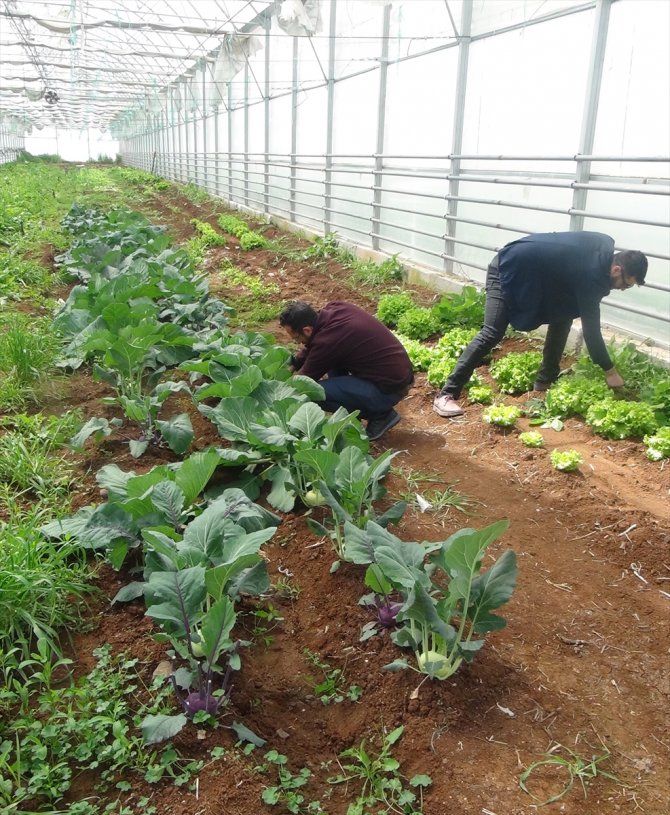 Şanlıurfa'da lise öğrencileri uygulama derslerinde tahıl, sebze ve meyve yetiştiriyor