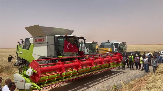 Cezayir çölünde tarım yapan Türk şirketi ilk hasadına başladı