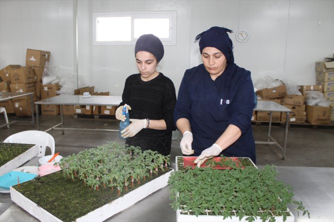 Samsun'da üretilen 30 milyona yakın meyve sebze fidesi Türkiye genelinden alıcı buluyor