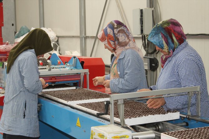 Samsun'da üretilen 30 milyona yakın meyve sebze fidesi Türkiye genelinden alıcı buluyor