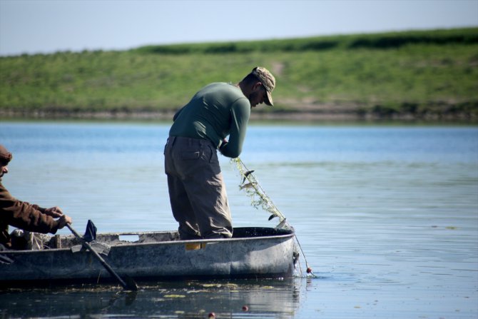 Tel Abyad'ın Belih Nehri'ndeki bereketlilik balıkçıları memnun etti