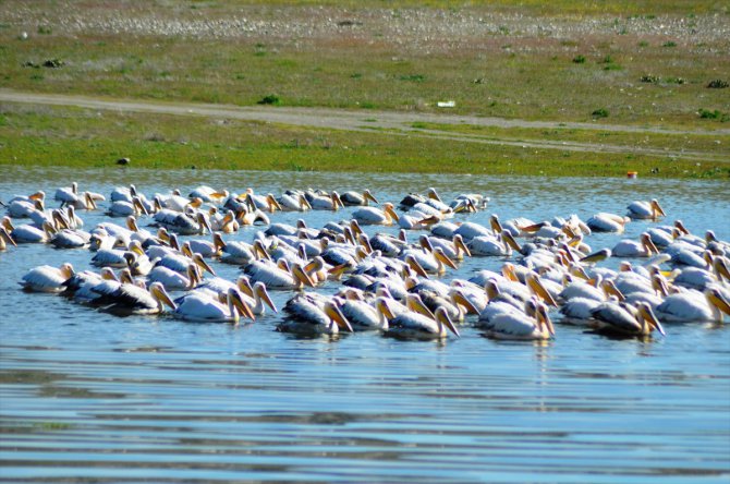 Frig Vadisi'ndeki Porsuk Baraj Gölü pelikanları ağırlıyor