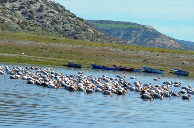Frig Vadisi'ndeki Porsuk Baraj Gölü pelikanları ağırlıyor