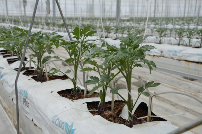 Jeotermal kaynakla domates üretilen "kış kenti"nde fideler toprakla buluştu