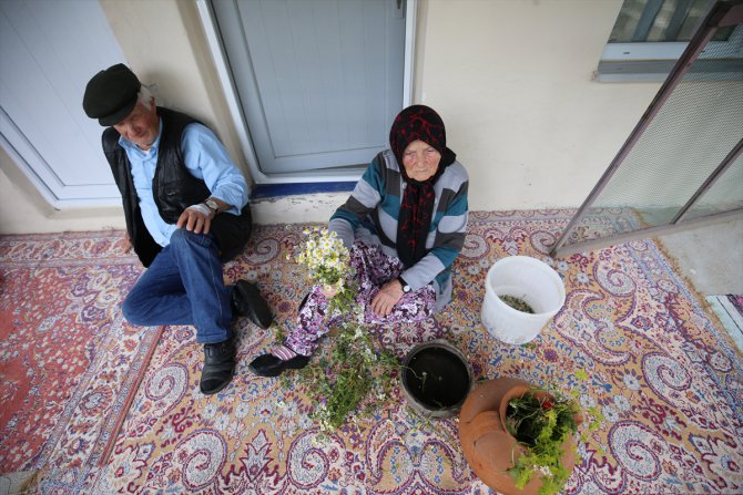 Kırklareli'nde 41 ot toplama geleneği yaşatılıyor