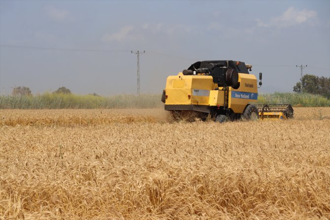 Çukurova'da hasadına başlanan buğdaydan 700 bin ton rekolte bekleniyor