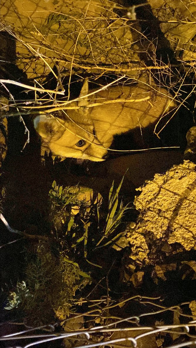 Erzurum'da veterinerler yol kenarında gördükleri tilki ve yavrularını besledi
