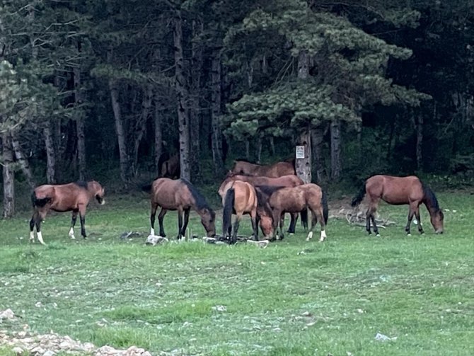 At Yaylası, yeşillenen otlaklarıyla yılkı atlarını ve hayvan sürülerini ağırlıyor