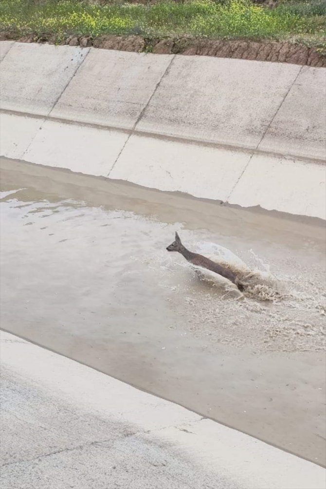 Çorum'da su kanalına düşen karacayı belediye görevlileri kurtardı