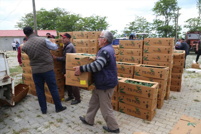 Edirne'de üreticilere dağıtılan yüzde 75 hibeli karpuz fideleri toprakla buluşturuldu