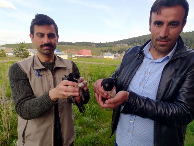 Kars'ta öğrencilerin bulduğu saksağan yavruları tedaviye alındı