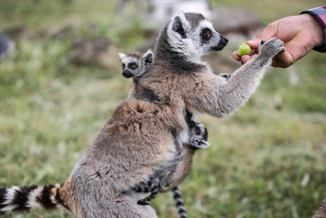Bursa Hayvanat Bahçesi, Madagaskarlı 48 lemurun yaşam alanı oldu