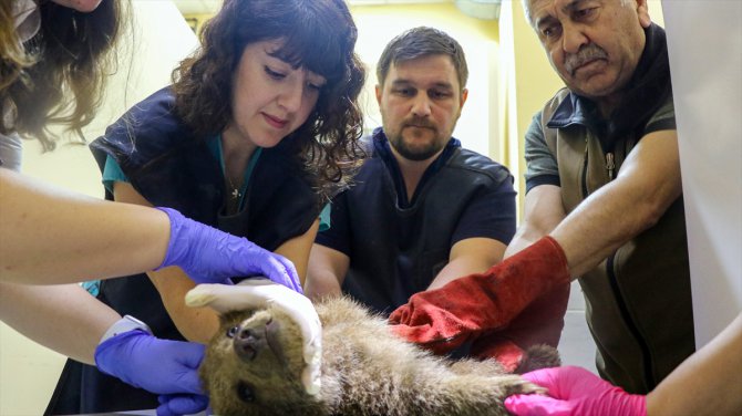 Bursa'da yaralı bulunan ayı yavrusu "Mayıs" ayağından ameliyat edildi