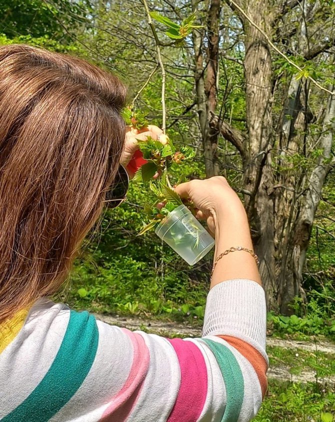 Sinop'ta kestane ağaçlarını korumak için doğaya avcı böcekler bırakıldı